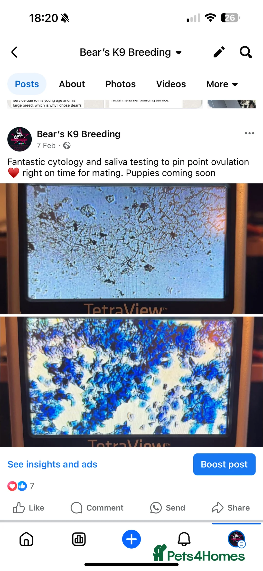 Pomeranian dogs for stud: PROVEN STUD KC RUSSIAN CHAMPION LINES POMERANIAN  in Tiverton - Advert 12