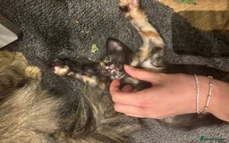 Mixed Breed cats for sale: black and tabby kittens looking for new home  - Image 16