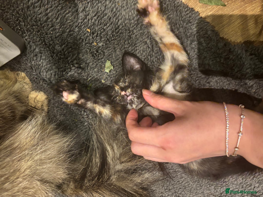Mixed Breed cats for sale: black and tabby kittens looking for new home  - Image 16