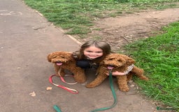 Miniature Poodle dogs for sale: Ready to Steal Your ❤️ Miniature Poodle Puppies - Image 13