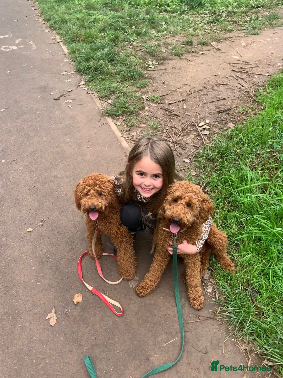 Miniature Poodle dogs for sale: Ready to Steal Your ❤️ Miniature Poodle Puppies - Image 13