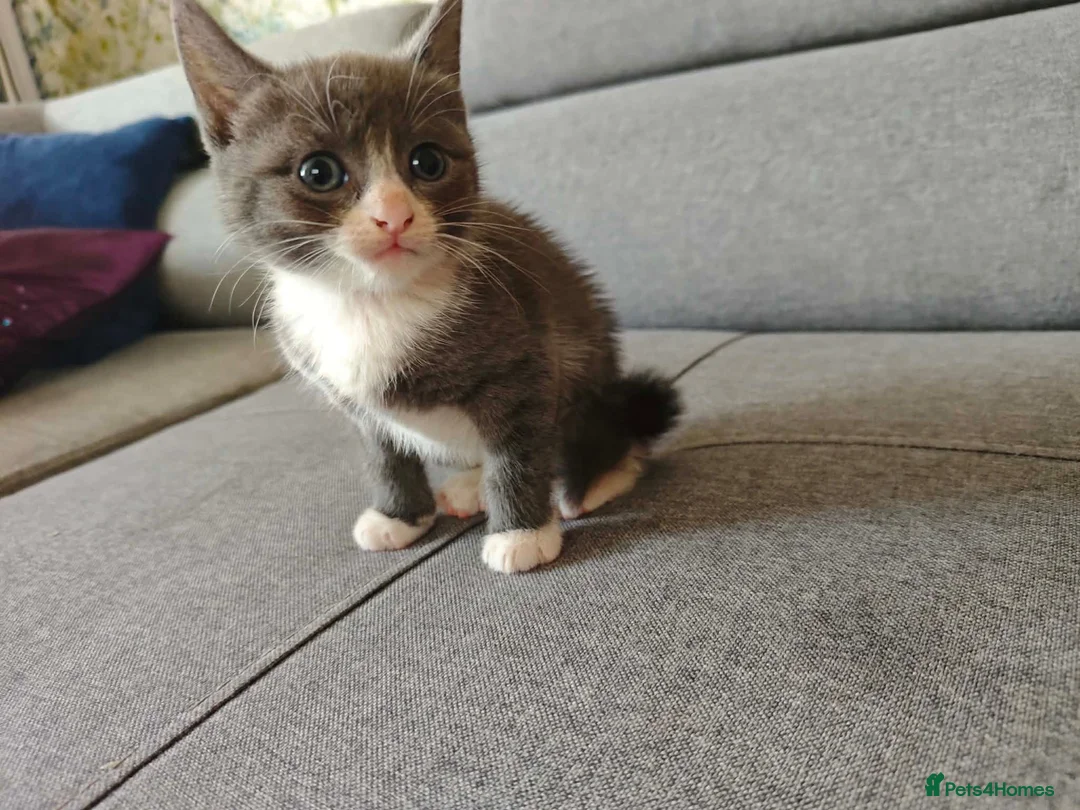 Maine Coon cats for sale: Maine coone cross  - Advert 2