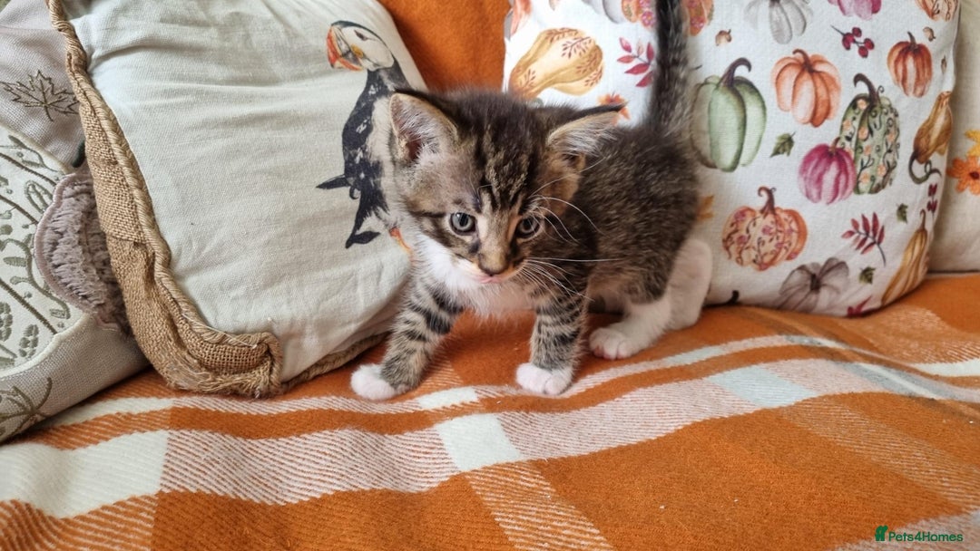 Mixed Breed cats for sale: Gorgeous Large Maine Coon Cross Kittens - Image 16