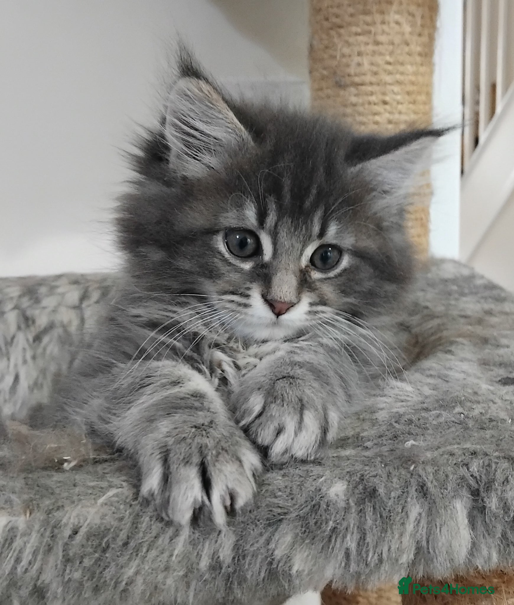 Maine Coon cats 3 purebred Maine Coon kittens - Advert 1