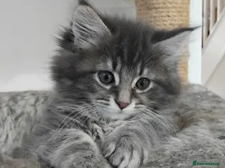 Maine Coon cats 3 purebred Maine Coon kittens - Advert 1