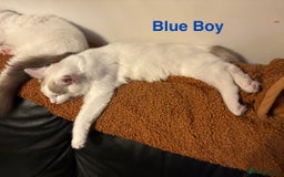 Ragdoll cats for sale: Two Boy pure Ragdoll kittens-Reduced-Vaccinated - Image 7