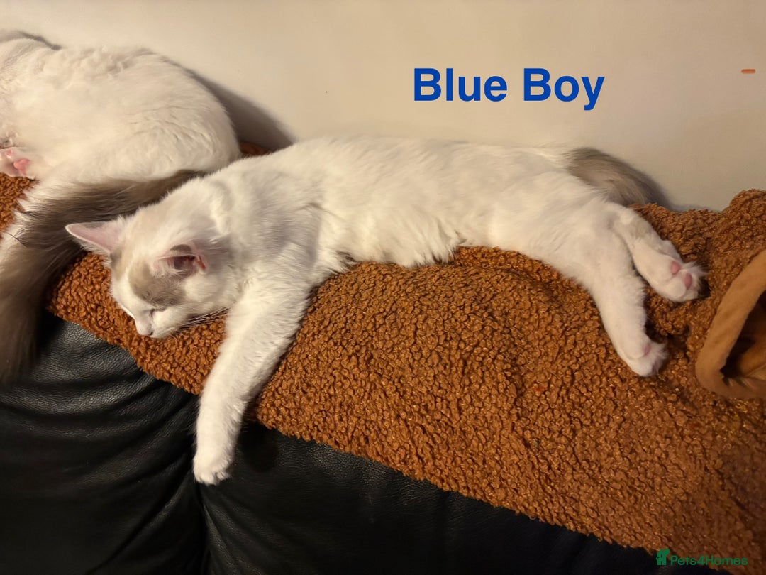 Ragdoll cats for sale: Two Boy pure Ragdoll kittens-Reduced-Vaccinated - Image 7