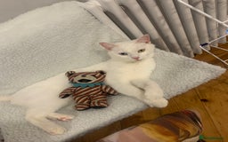 Turkish Angora cats for sale: Azula, 6/7 year old female Turkish angora  - Advert 5