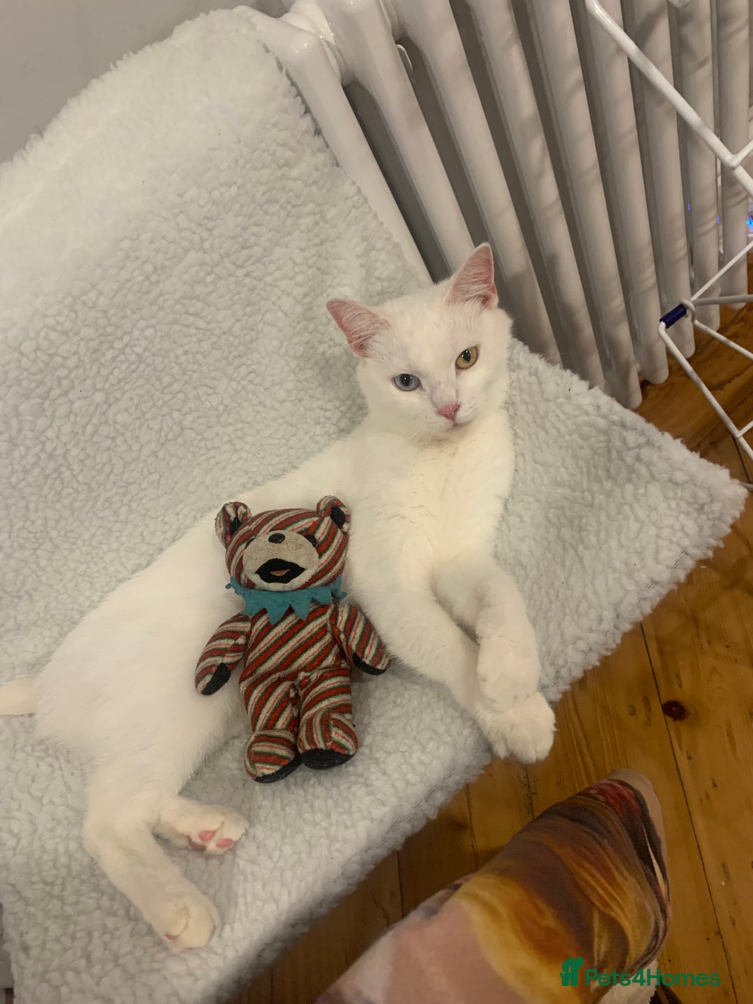 Turkish Angora cats for sale: Azula, 6/7 year old female Turkish angora  - Advert 5