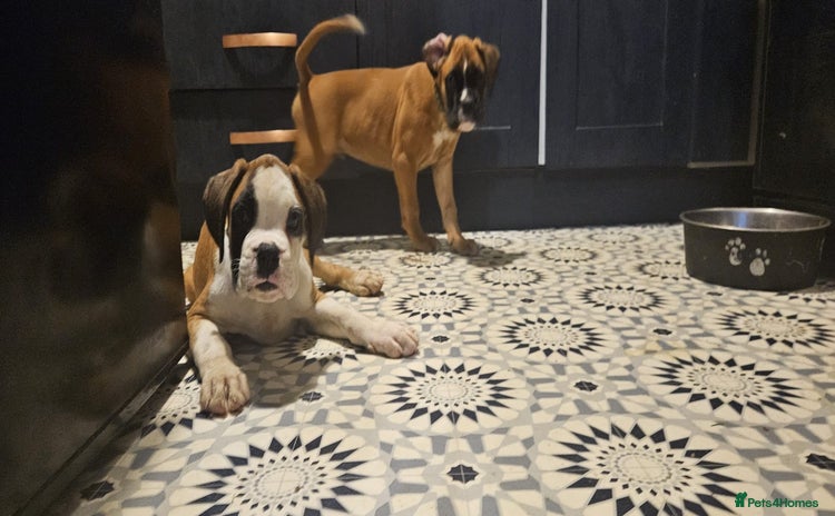Boxer dogs - Advert 1