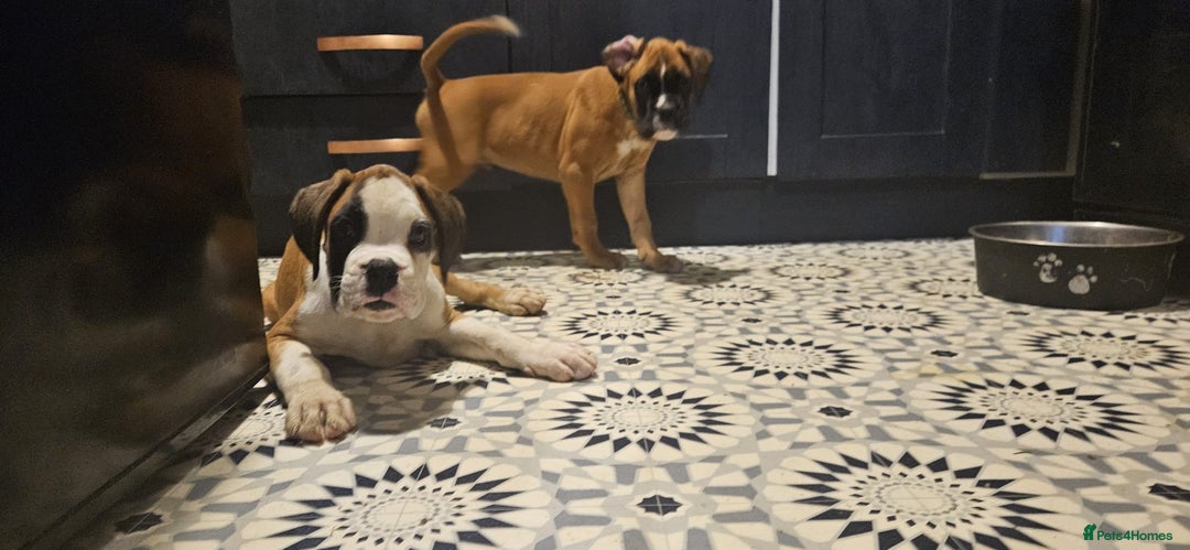Boxer dogs for sale: Stunning kc reg boxer babies 2 girls remaining  - Image 1