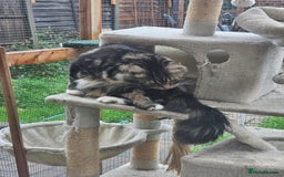 Maine Coon cats for sale: Maine Coon × Siberian  - Image 12