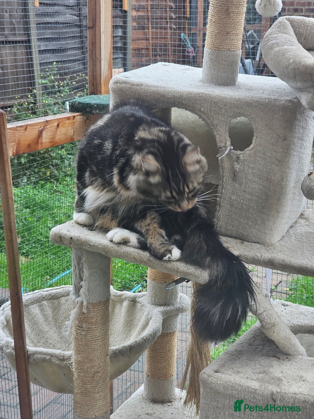 Maine Coon cats for sale: Maine Coon × Siberian  - Image 12