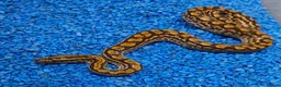 Boa Snake reptiles for sale: Paraguayan Rainbow Boa's  - Advert 3
