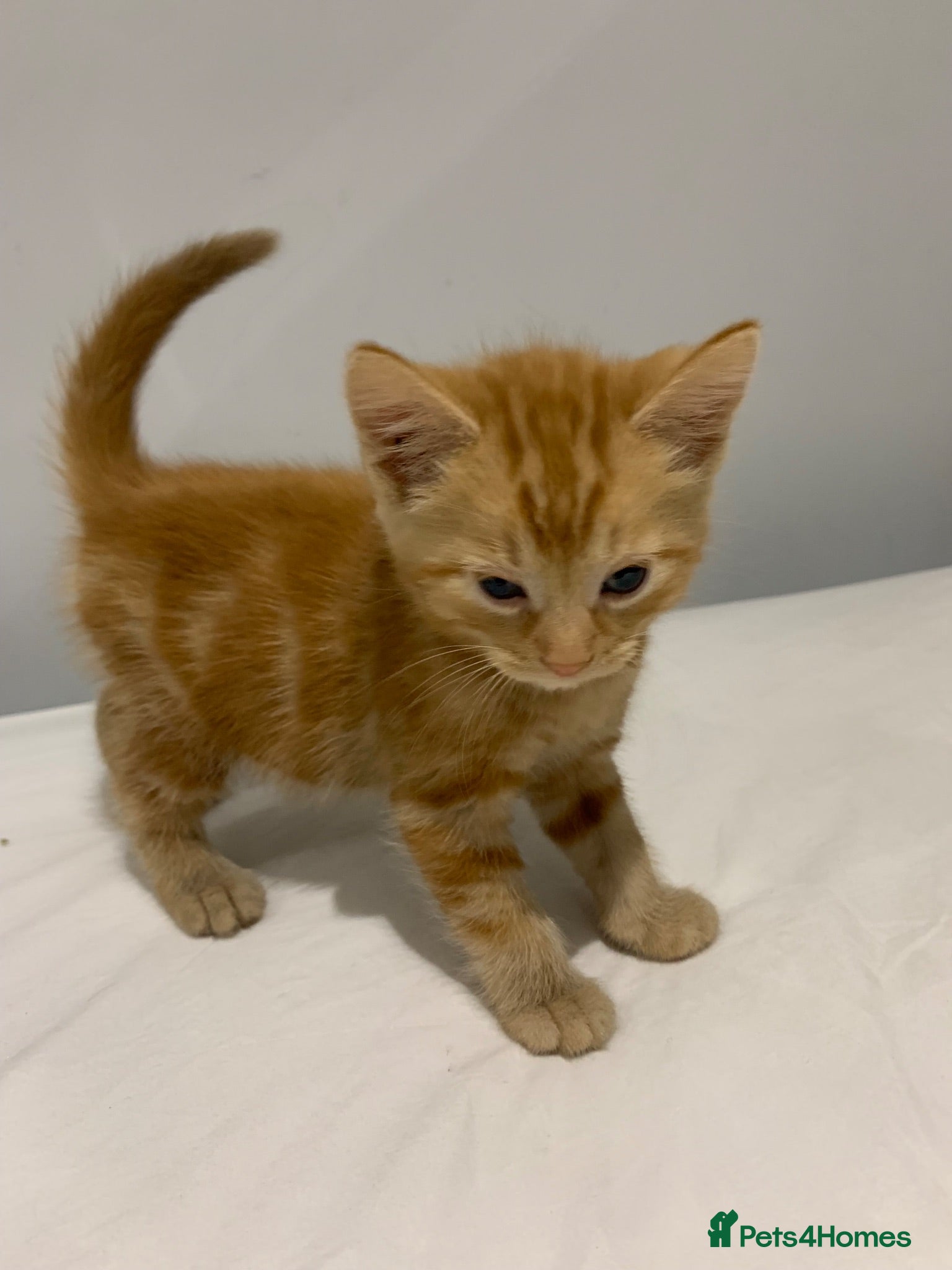 Mixed Breed cats 9 week old kitten - Advert 1