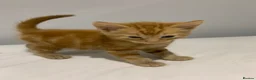 Mixed Breed cats for sale: 9 week old kitten in Greenford - Advert 1