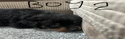 Rottweiler dogs for sale: Chunky Beautiful Rottweiler pups - Advert 5