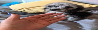 Cockapoo 4