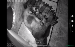 Belgian Shepherd Dog dogs for sale: Belgium malanios puppy for sale  - Image 10