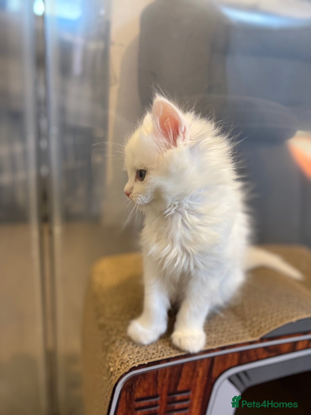 Mixed Breed cats for sale: Stunning Maine coon x Scottish Fold kittens - Advert 13