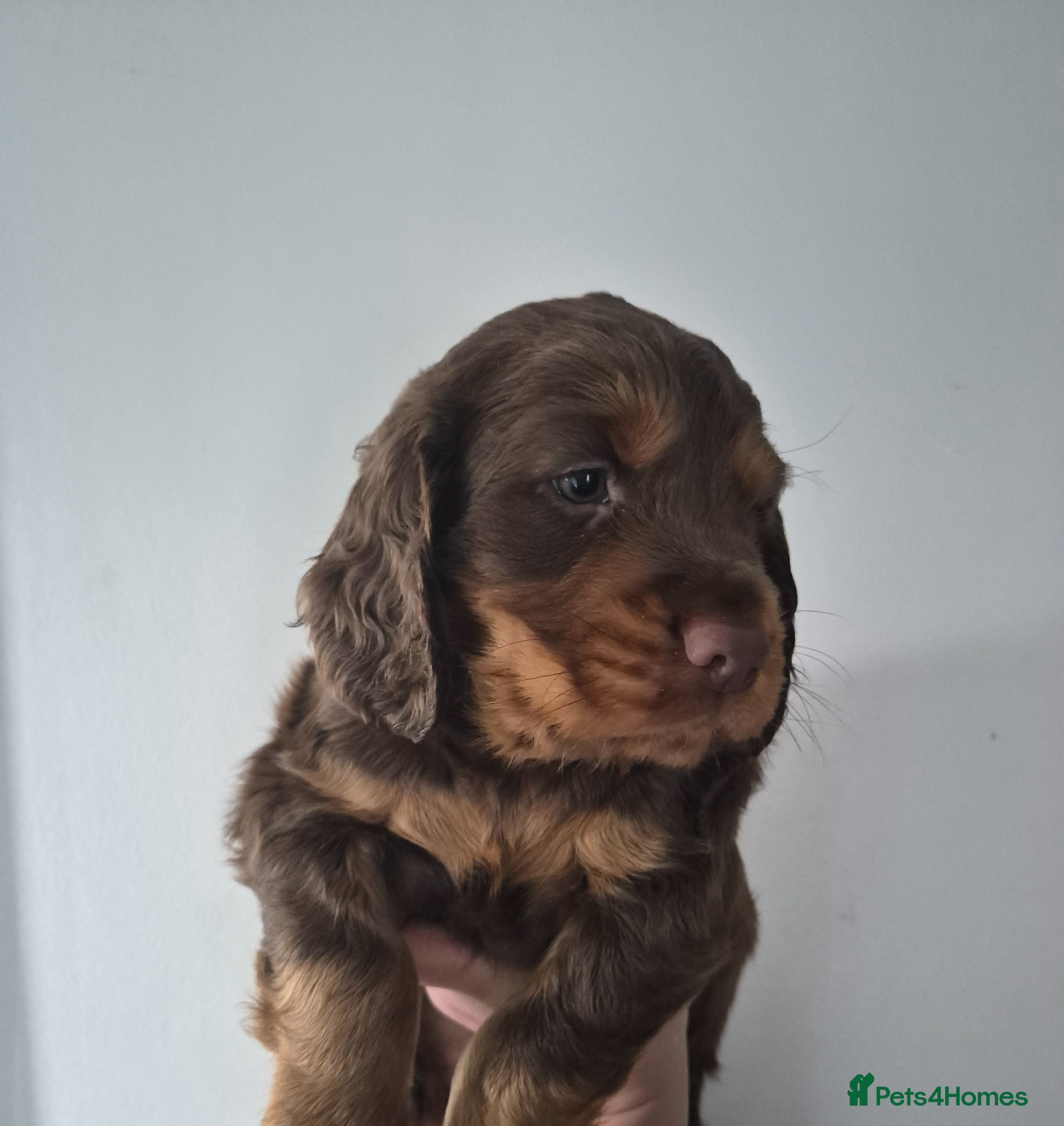 Cocker Spaniel dogs Cocker spaniel boys - Advert 8