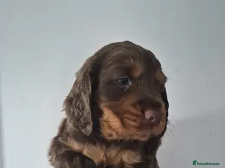 Cocker Spaniel dogs Cocker spaniel boys - Advert 8