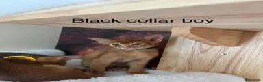 Black collar boy