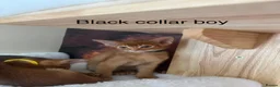 Abyssinian cats for sale: Adorable Abyssian kittens - Advert 9