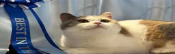 British Shorthair cats for sale: Beautiful British Female - Advert 3