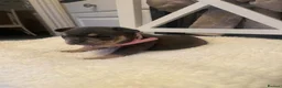 French Bulldog dogs for sale: 🐾💙 BEAUTIFUL FRENCH BULLDOG PUPPIES 💗🐾 - Advert 10