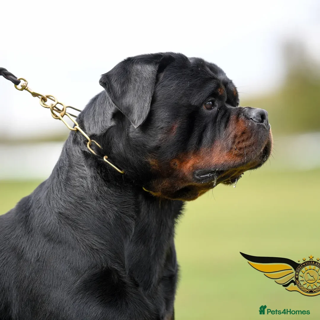 Rottweiler dogs for stud: Rottweiler import Stud (BIG DADDY BRUNO) in Liverpool - Advert 9