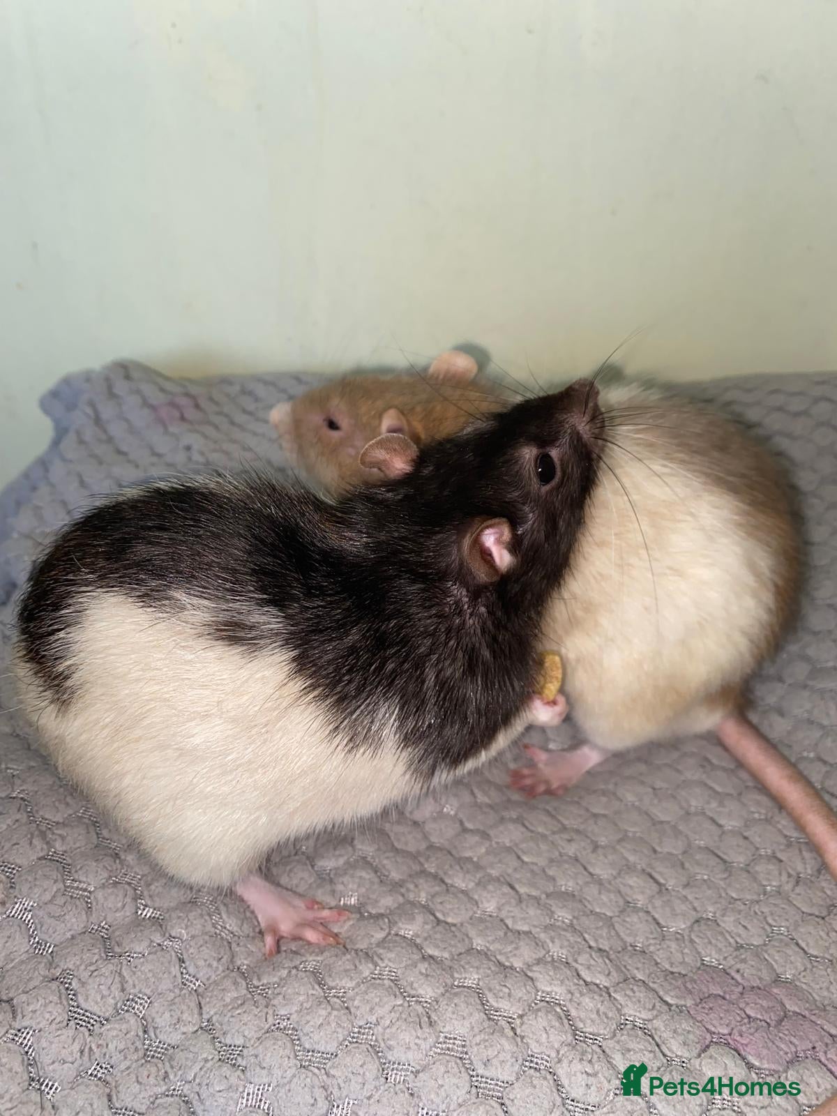 Rat rodents for sale: Mixed sexed baby rats in Chelmsford - Advert 3