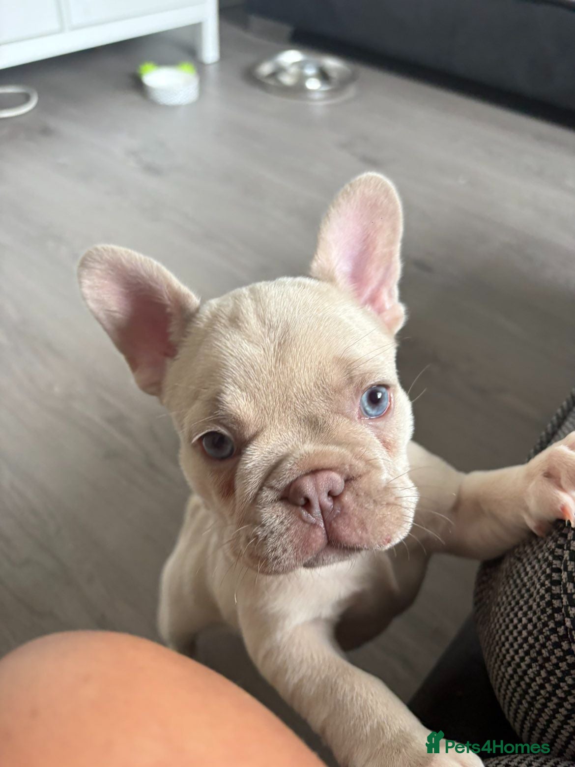 French Bulldog dogs ⭐️KC Reg⭐️Isabella & tan girls/liliac fawn boy 🐾 - Advert 6