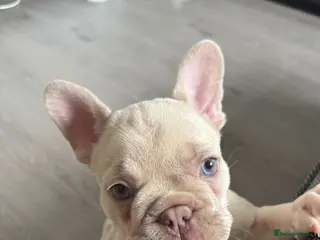 French Bulldog dogs ⭐️KC Reg⭐️Isabella & tan girls/liliac fawn boy 🐾 - Advert 6