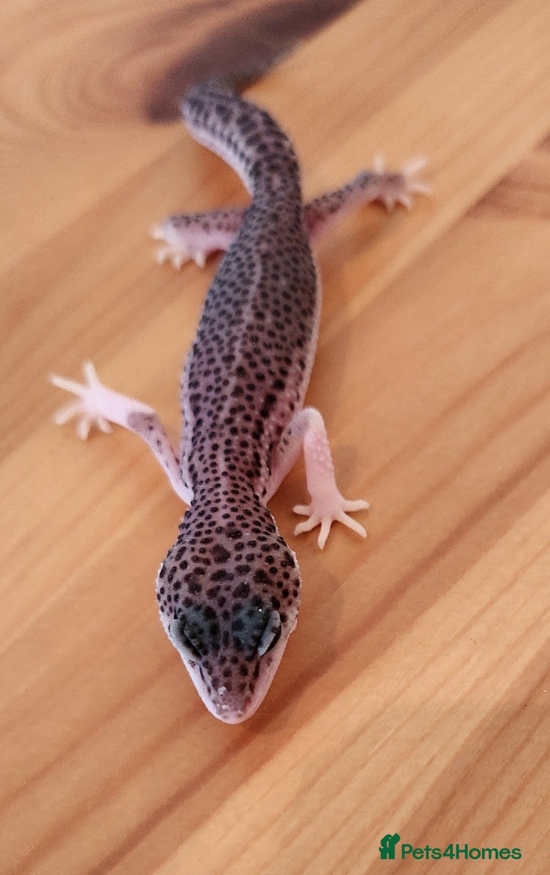 Leopard Gecko reptiles for sale: Baby Leopard Gecko - Mack Super Snow Morph - Image 2