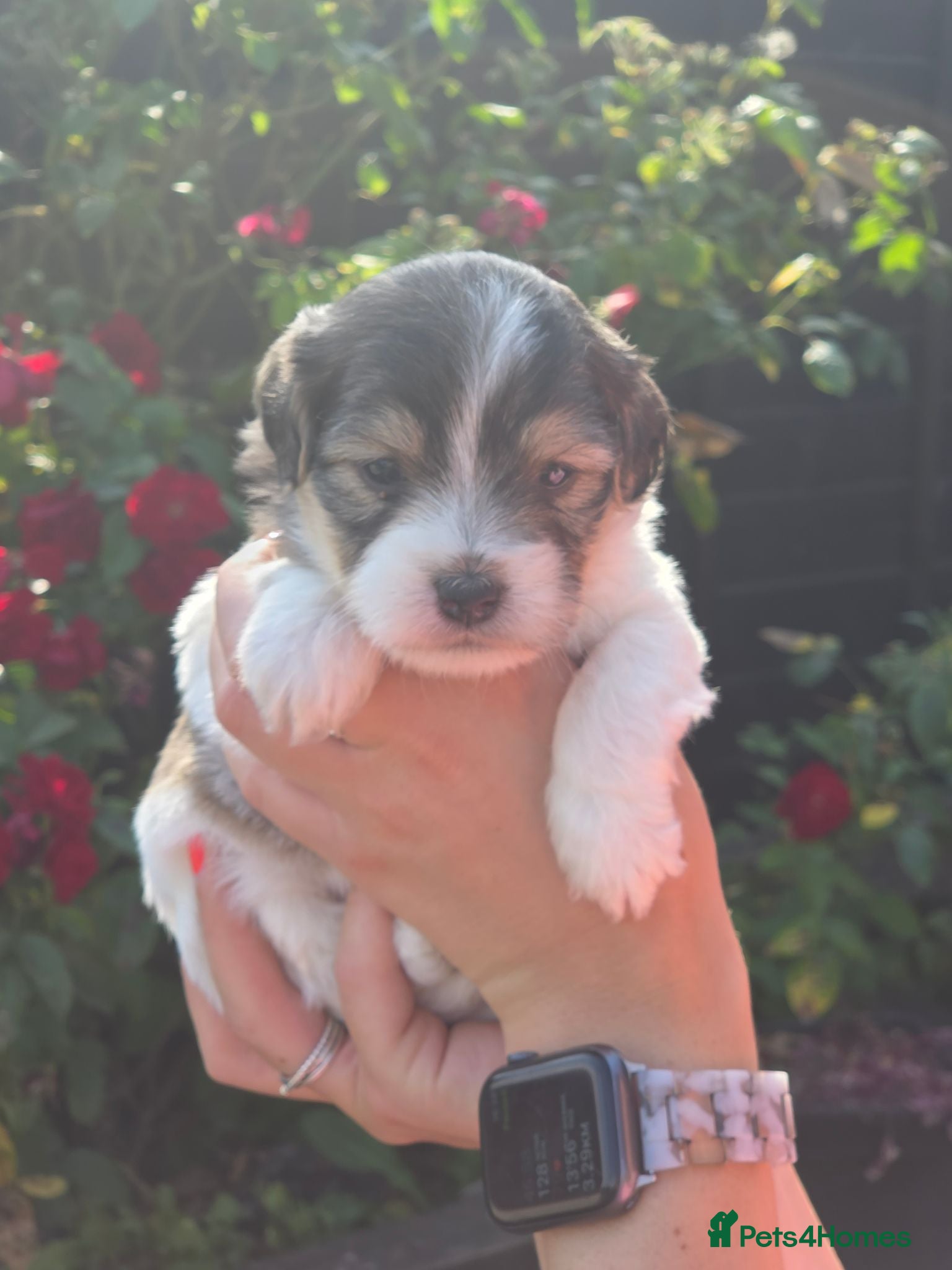 Jack Russell dogs Stunning rough&smooth coated tri jack Russell pups - Advert 2