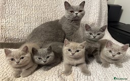 British Shorthair cats for sale: Ready to go- BSH LILAC & Blue - Image 1