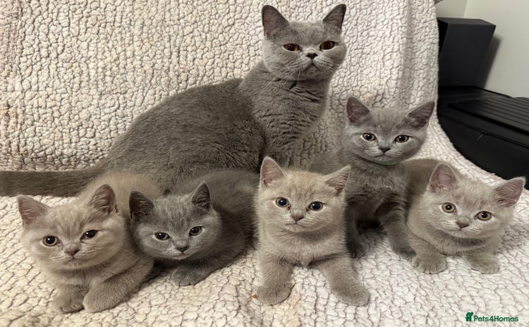 British Shorthair cats - Advert 7
