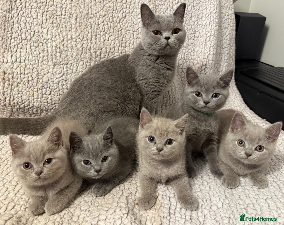 British Shorthair cats for sale: Ready to go- BSH LILAC & Blue - Image 1