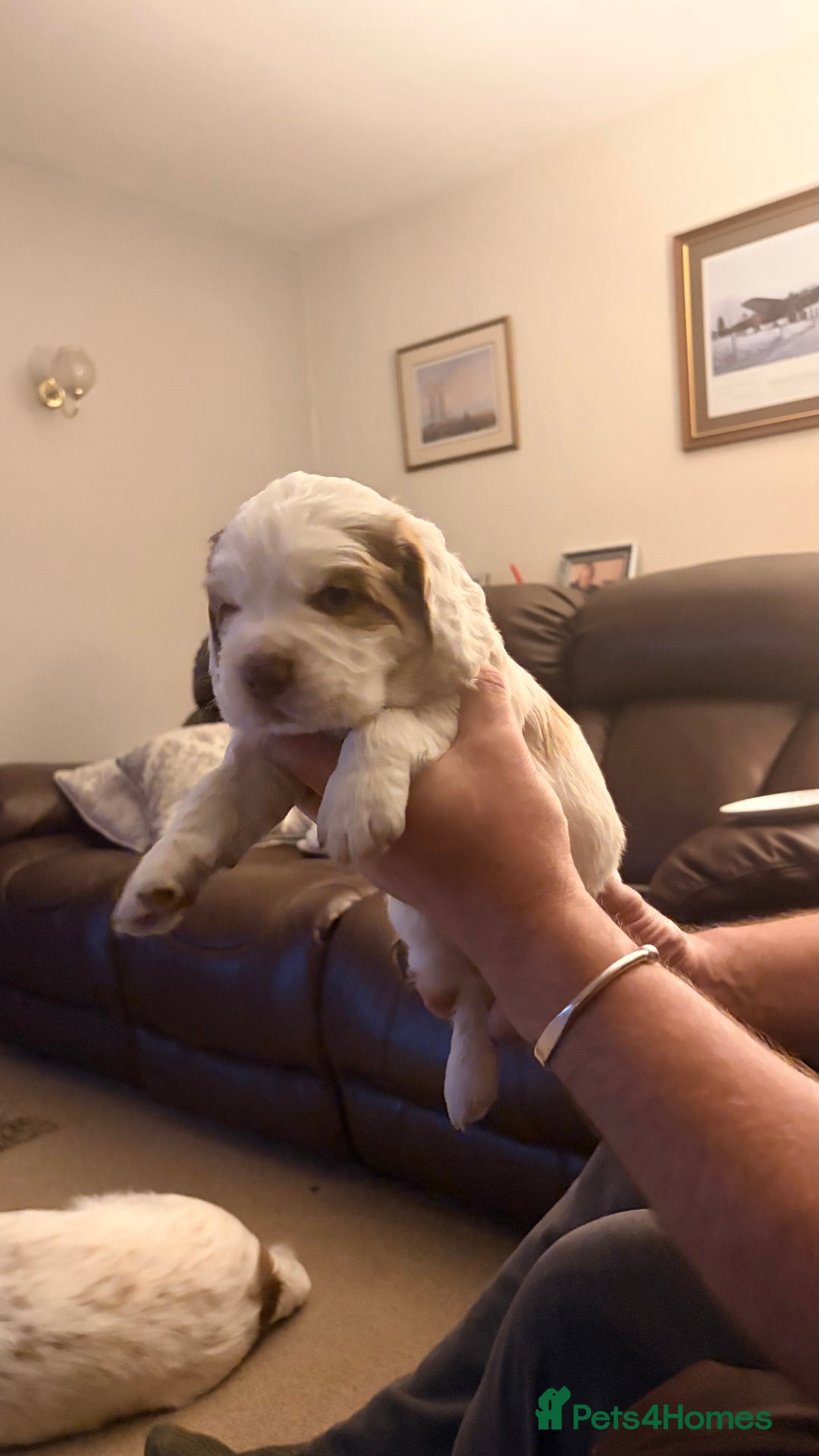 Clumber Spaniel dogs for sale: Clumber Spaniel Puppies For Sale  - Advert 14