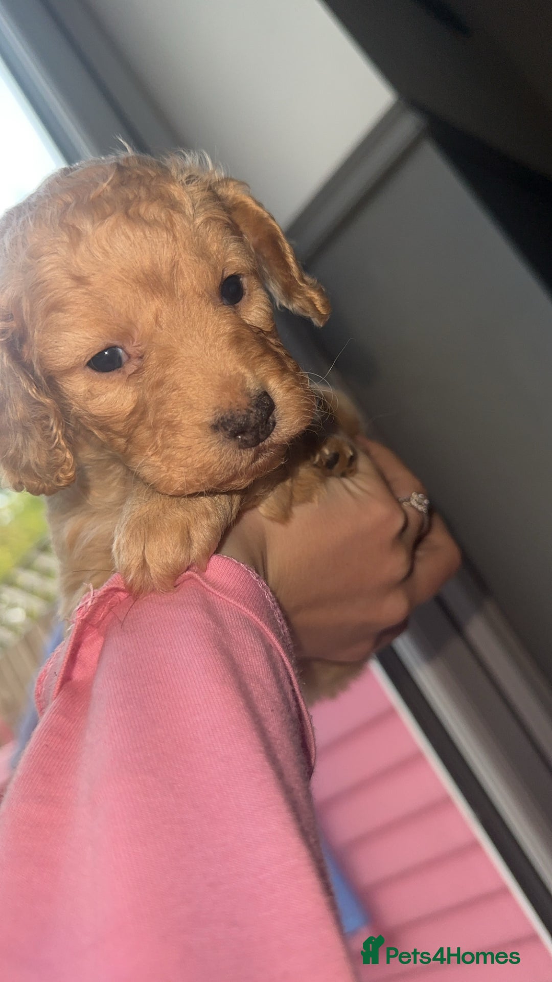 Cockapoo dogs for sale: 5 beautiful cockapoos! ONLY 2 LEFT  - Image 13