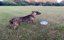 Presa Canario dogs for sale: 18 month old Presa canario  - Image 8
