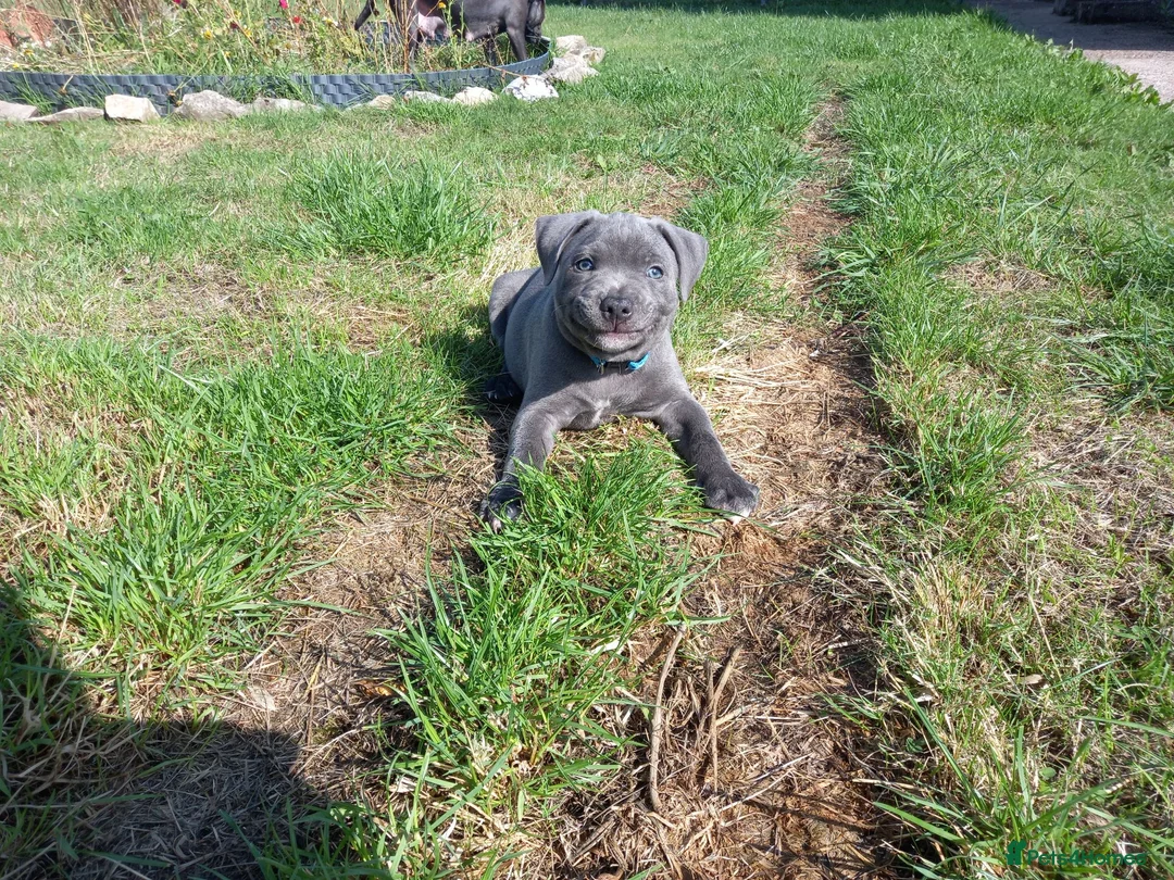 Staffordshire Bull Terrier dogs for sale: One boy one girl blue staffy pups - Advert 11
