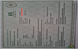 Lhasa Apso dogs for stud: Handsome Lhasa Apso stud (Proven) in Pontefract - Image 8