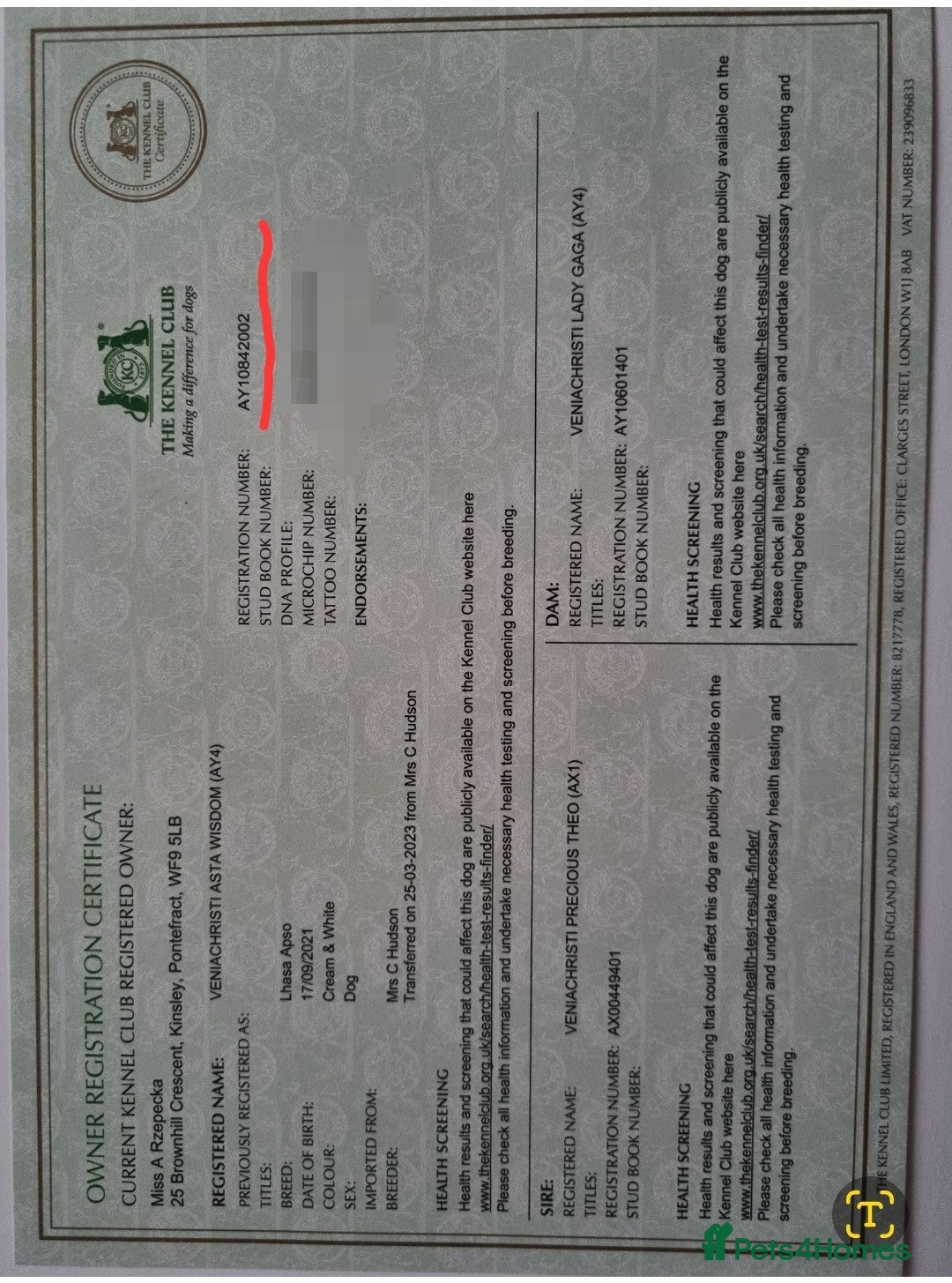 Lhasa Apso dogs for stud: Handsome Lhasa Apso stud (Proven) in Pontefract - Image 8