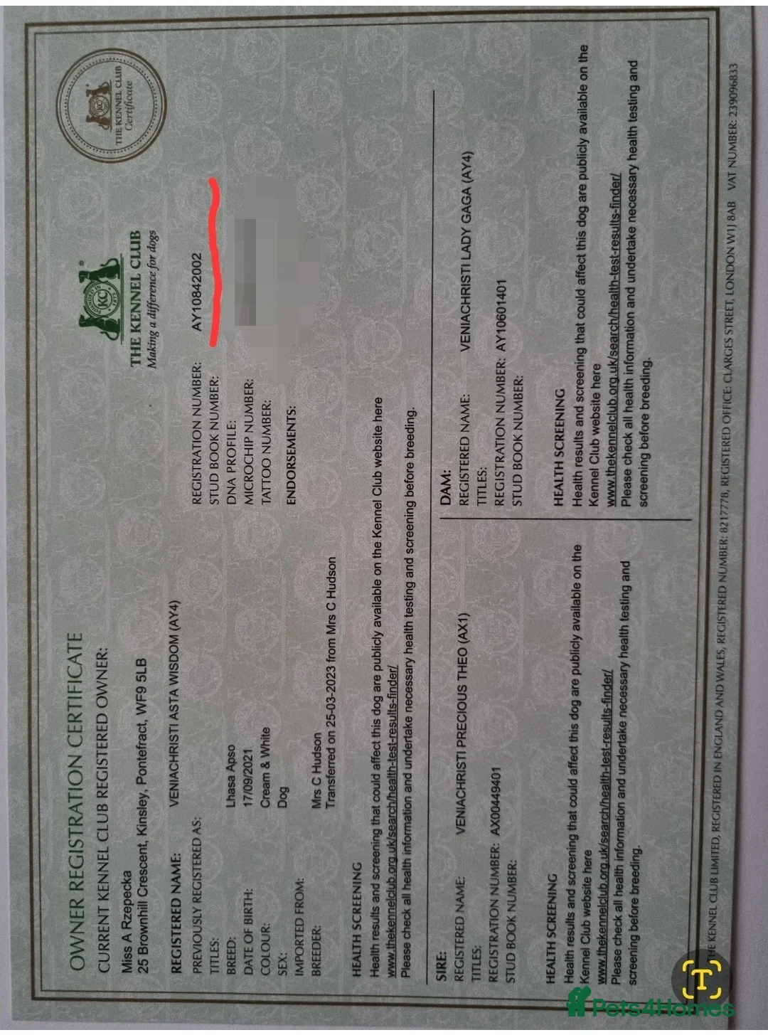 Lhasa Apso dogs for stud: Handsome Lhasa Apso stud (Proven) in Pontefract - Advert 8