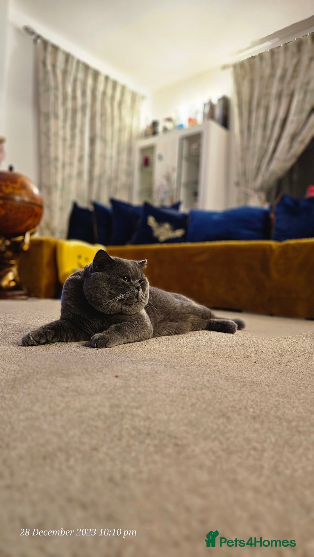British Shorthair cats for stud: British for stud in Hinckley - Image 1
