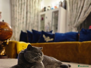 British Shorthair cats in Hinckley - Advert 3