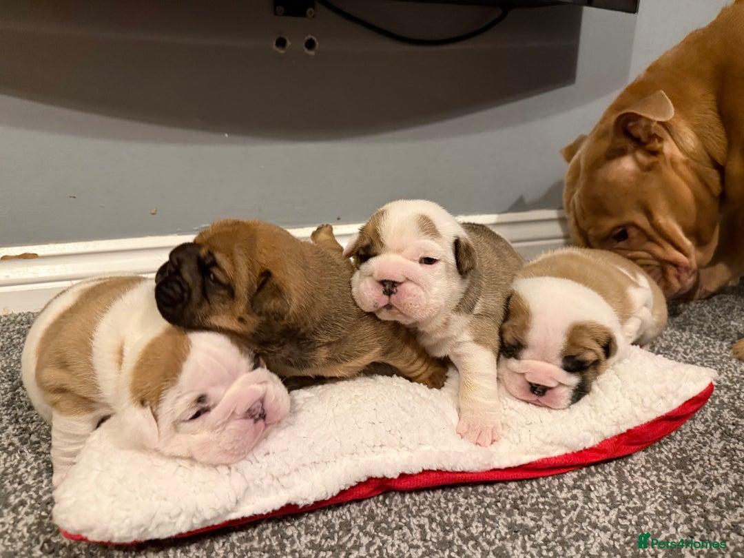 English Bulldog dogs for sale: Exceptional Show-Quality KC English Bulldog Boy - Advert 7