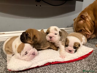 English Bulldog dogs KC REGISTERED ENGLISH BULLDOG PUPPIES TOP QUALITY - Advert 10